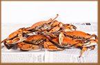 Steamed Crabs